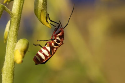 Close-up of insect on plant