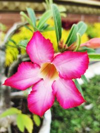 Close-up of pink flower