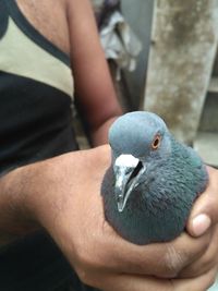 Close-up of hand holding pigeon