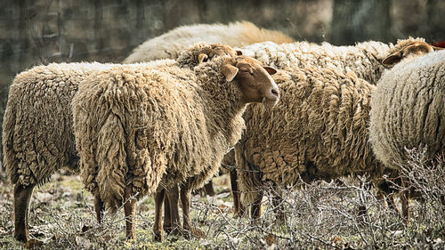 View of sheep on field