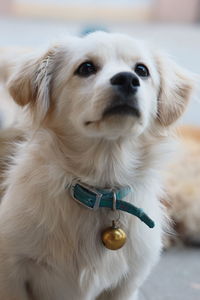 Close-up portrait of a dog