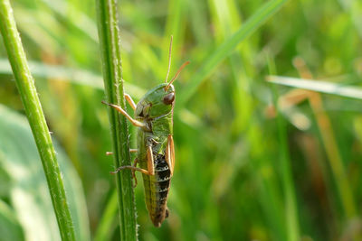 Close-up of insect on grass