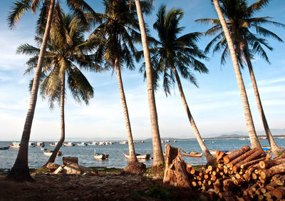 Palm trees on beach against sky