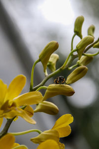 Close-up of insect on yellow flower