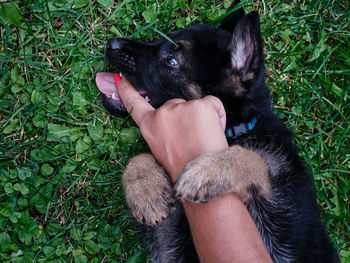 Cropped hand of woman with dog