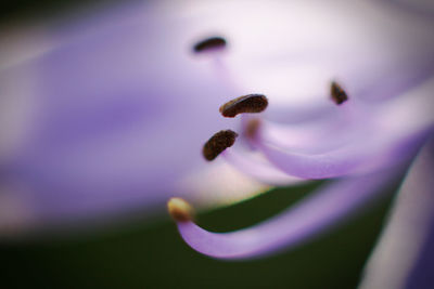 Extreme close-up of purple flower