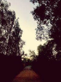 Low angle view of trees against sky