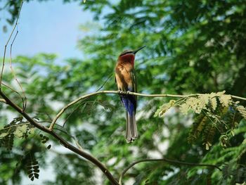 Low angle view of bird perching on branch