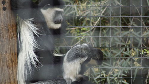 Close-up of monkey in zoo