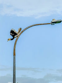 Low angle view of bird flying against sky