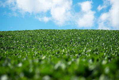 Scenic view of grassy field against sky