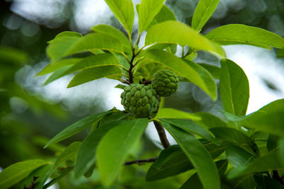 Close-up of fruit growing on tree