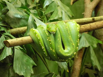 Close-up of green lizard on plant