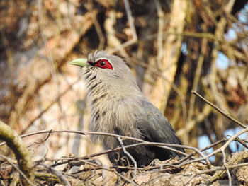 Close-up of bird perching on branch