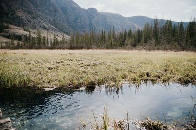 Scenic view of lake in forest