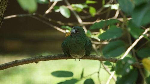 Close-up of bird perching on branch