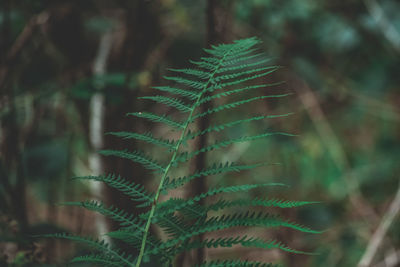 Close-up of fern in forest