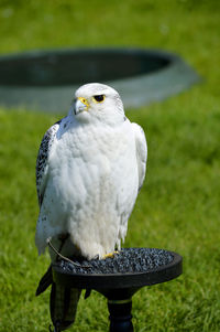 Gyrfalcon latin name falco rusticolus is the most northerly of all the falcons