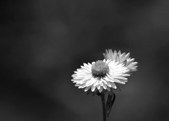 Close-up of fresh white flower blooming outdoors