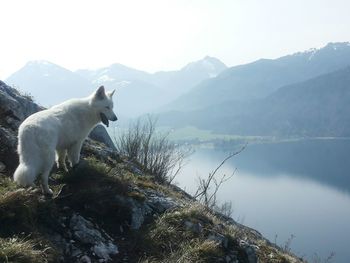 Dog standing on mountain by lake against sky