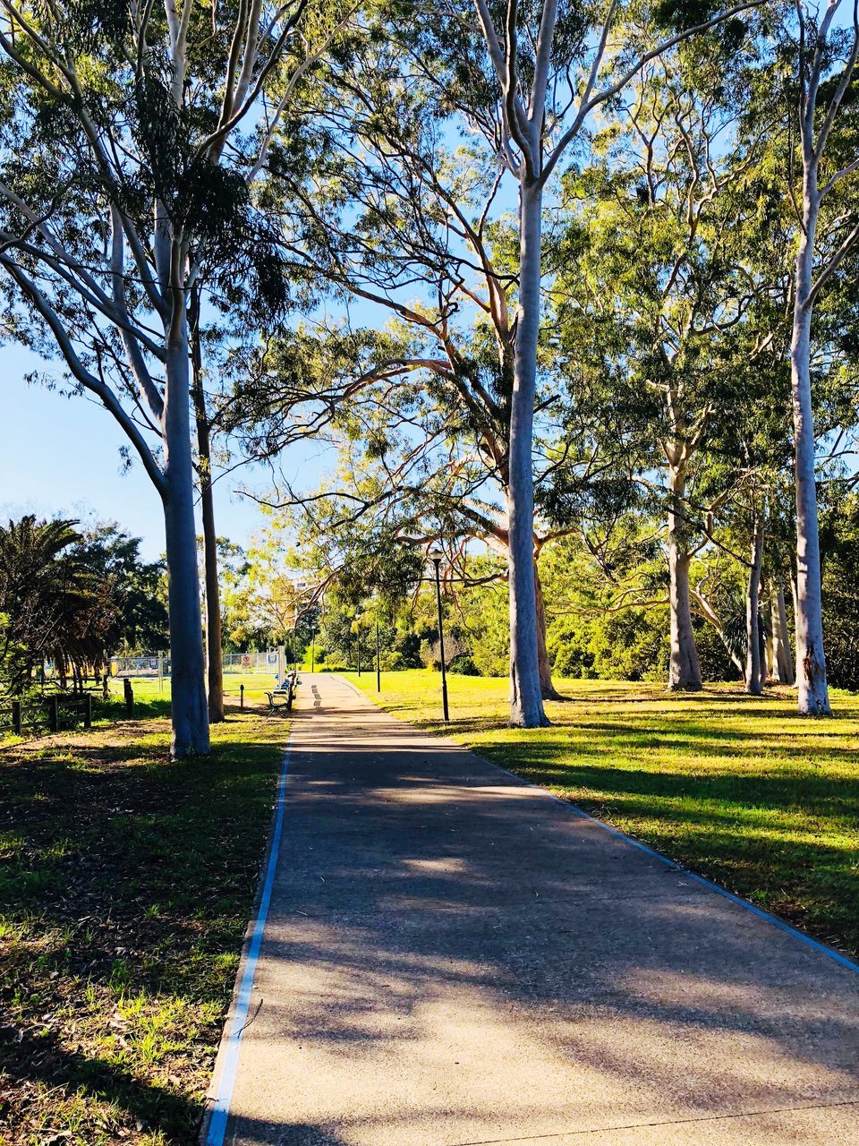 TREES BY ROAD IN PARK