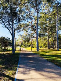 Road amidst trees in park