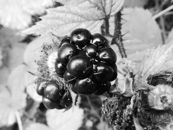 Close-up of plant against blurred background