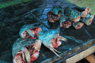 High angle view of fish in water
