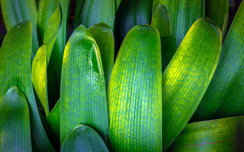 Close-up of green vegetables for sale at market stall