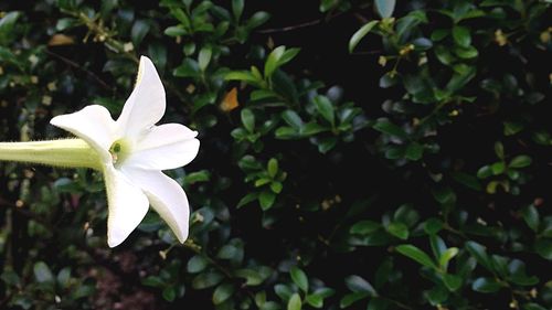 Close-up of white flowers