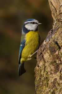 Close-up of bird perching on tree