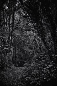 Low angle view of trees in forest