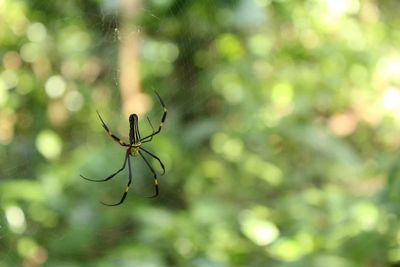 Close-up of spider on web