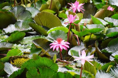 Close-up of lotus blooming outdoors