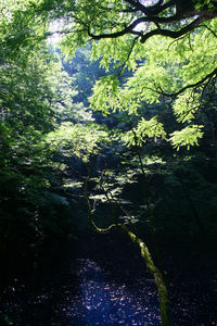 Trees and plants growing in forest