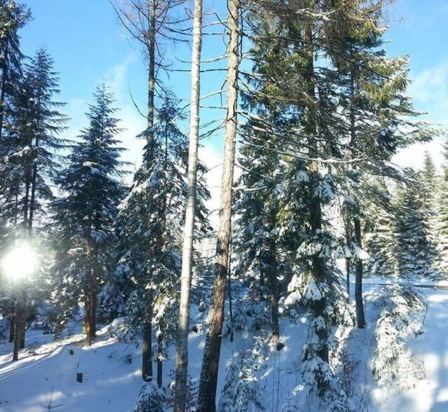 Bayerischer Wald