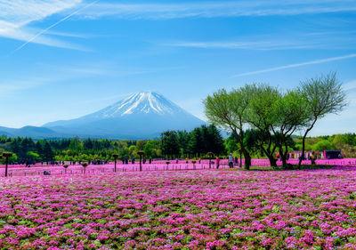 Purple flowering plants by land against sky