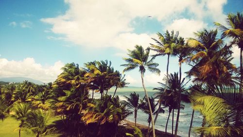 Palm trees against sky