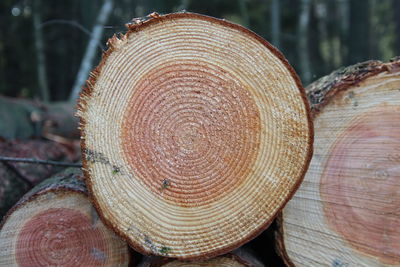 Close-up of logs in forest