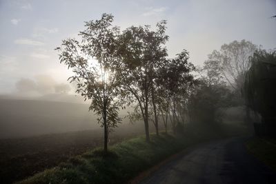 Trees by road against sky during foggy weather