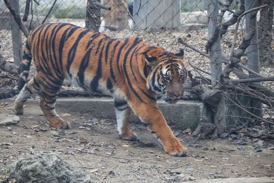 Full length of a cat in zoo