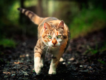 Portrait of a cat on field