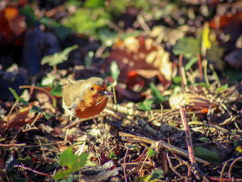 Close-up of a robin on field