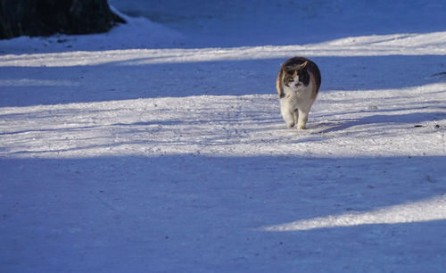 White cat on snow covered land