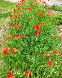 Close-up of red flowers