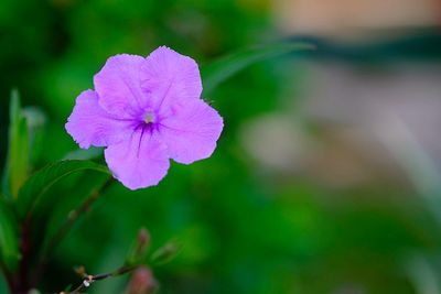 Close-up of purple flowering plant