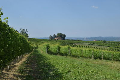 Scenic view of field against clear sky