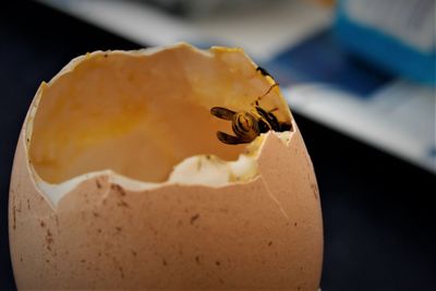 Close-up of insect on table