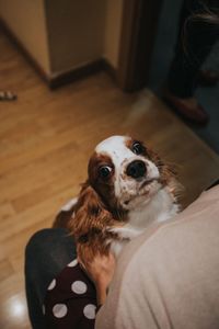 Portrait of dog sitting on floor at home