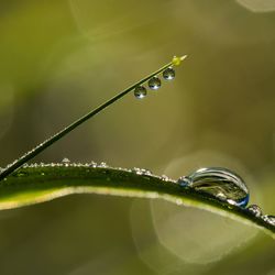 Close-up of water drops on leaf